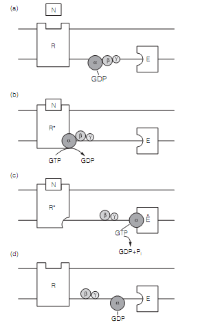 710_G proteins.png